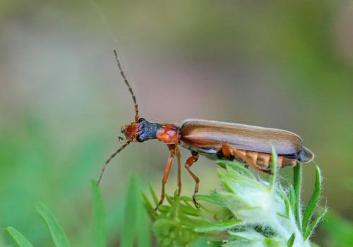 Podabrus alpinus